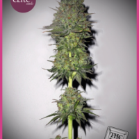 Meganuska Feminised Seeds - 3