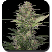 Red Dwarf Auto Feminised Seeds - 3