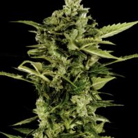 Auto-Bomb Feminised Seeds - 3