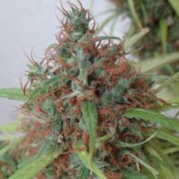 Honduras Regular Seeds - 5