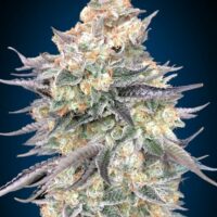 Blue Dream Feminised Seeds - 3