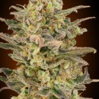Somango Glue Feminised Seeds - 1