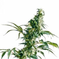 Mexican Sativa Feminised Seeds - 3