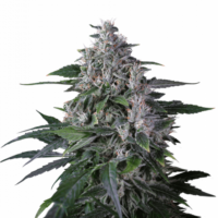 Karel's Haze Regular Seeds - 24