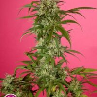 SweetLove Feminised Seeds - 3