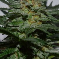SweetBerry Cough Auto Feminised Seeds - 1