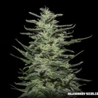 Amnesia Molotov Feminised Seeds - 3