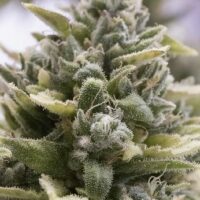 OG Kush Auto Feminised Seeds - 5