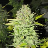 Devil Fruit Feminised Seeds - 3