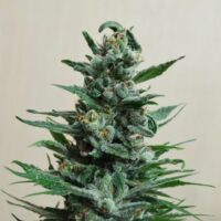 Moscow Blueberry Auto Feminised Seeds - 3
