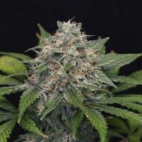 Super Pineapple Haze Feminised Seeds - 1
