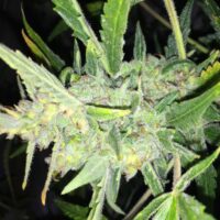 White Widow x Big Bud Auto Feminised Seeds - 4