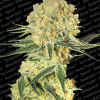 Wappa Auto Feminised Seeds - 5