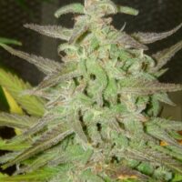 Maroc Feminised Seeds - 4