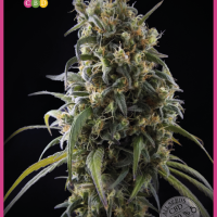 La Rica Classic CBD Feminised Seeds - 7