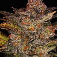 Blueberry Glue Auto (formerly Glueberry Auto) Feminised Seeds - 1