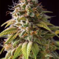 Caramel Monster Feminised Seeds - 3