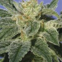 Kushage Feminised Seeds - 10+2