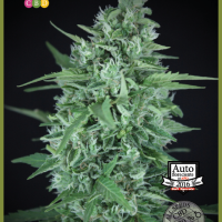 La Rica CBD Auto Feminised Seeds - 3