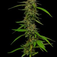 Strawberry Cheesecake Feminised Seeds - 3