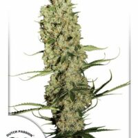 Jorge's Diamonds #1 Feminised Seeds - 10