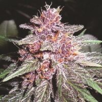 Violeta Regular Seeds - 5