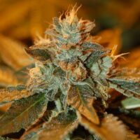 Cataract Kush Feminised Seeds - 3