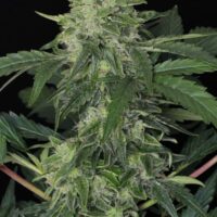 Jungle Fever Auto Feminised Seeds - 3