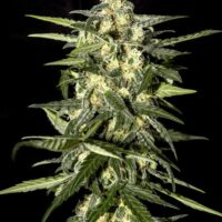 Jack Herer Auto Feminised Seeds - 3