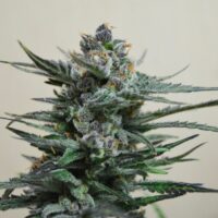 Blue Acid Auto Feminised Seeds - 3