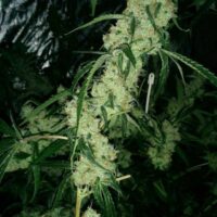 Nepali Queen Regular Seeds - 5