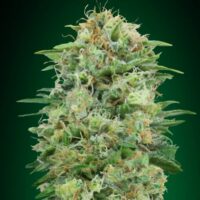 White Widow CBD Feminised Seeds - 3