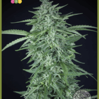 Llimonet Haze CBD Auto Feminised Seeds - 3