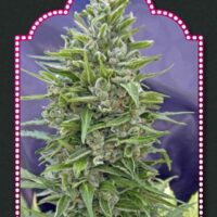 Automatik Mix Auto Feminised Seeds - 5