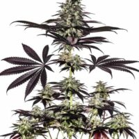 Caramel Ice CBD Express Auto Feminised Seeds - 3