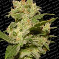 Jack Auto Feminised Seeds - 5
