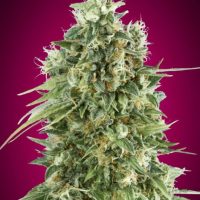 Bubble Gum CBD Feminised Seeds - 3