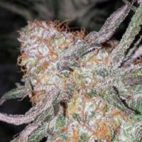 Hurkle Regular Seeds - 5