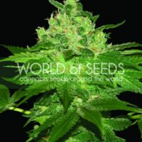 Afghan Kush Feminised Seeds - 12
