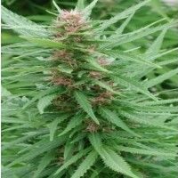 Ace Mix Feminised Seeds - 3