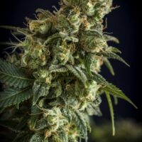 NL #5 Auto Feminised Seeds - 6