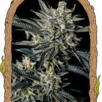 Jelly Bananas Auto Feminised Seeds - 3