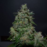 AK Kush Express Feminised Seeds - 3
