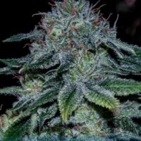 Mystic Cookie Feminised Seeds - 1