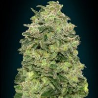 Afghan Skunk Auto Feminised Seeds - 3