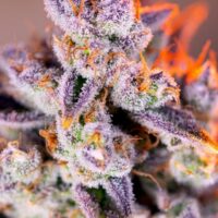 Tropicanna Poison XL Auto Feminised Seeds - 3