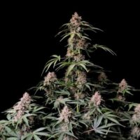 Amnesia Zkittlez Auto Feminised Seeds - 3
