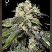 Caboose Feminised Seeds - 3