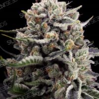 B45 Feminised Seeds - 3