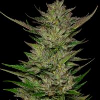 Don Carlos Feminised Seeds - 10